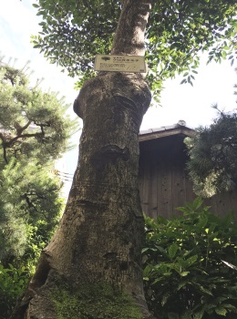 rotunda tree