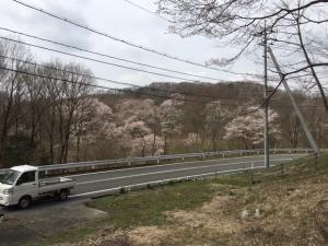 桜の状況