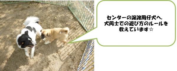 遊び方を子犬に教えています