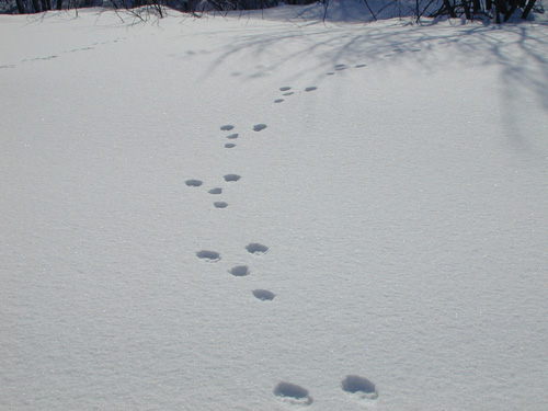 雪の上では，ふだんあまり姿を見ることのできないウサギなどの足跡