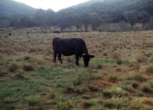 牧草地時代の霧ヶ谷湿原の写真