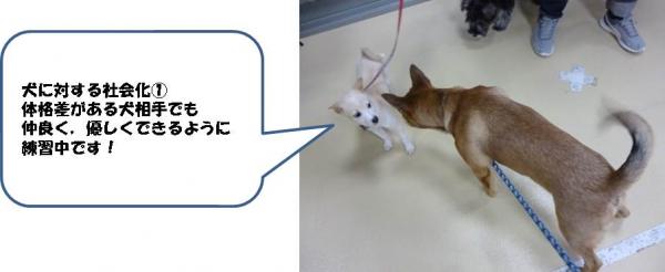 犬に対する社会化様子写真