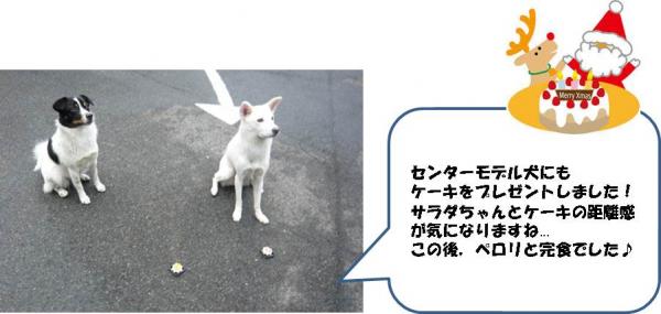 モデル犬写真