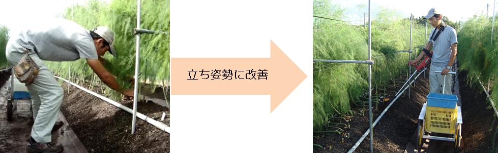 アスパラガス収穫作業の軽労化技術 アスパラーク L字栽培 大型車輪収穫台車 広島県