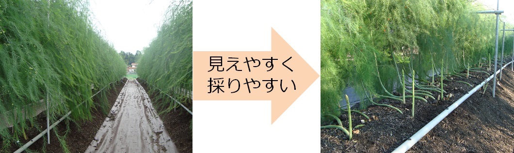 アスパラガス収穫作業の軽労化技術 アスパラーク L字栽培 大型車輪収穫台車 広島県