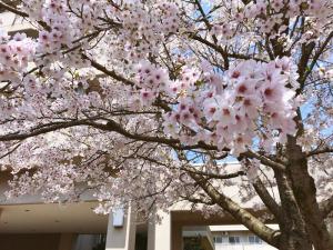 桜の写真