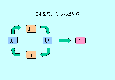 日本脳炎ウイルスの感染環