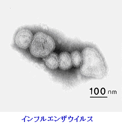 インフルエンザウイルス