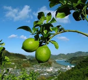 瀬戸内 広島レモンとは 果樹 野菜 花き 広島県