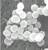 黄色ブドウ球菌の写真