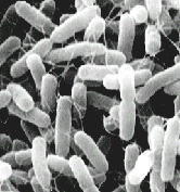 サルモネラ属菌の電子顕微鏡写真