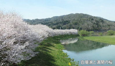 白竜湖の桜