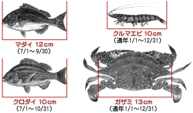 マダイ12cm,クルマエビ10cm,クロダイ10cm,ガザミ13cm