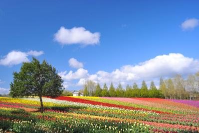 国内最大級を誇る花観光農園の画像