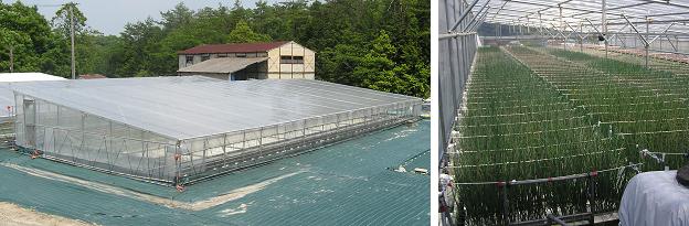 片屋根型低棟ハウスと施設内の水耕ネギ栽培