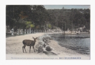 厳島松原石燈籠と神鹿
