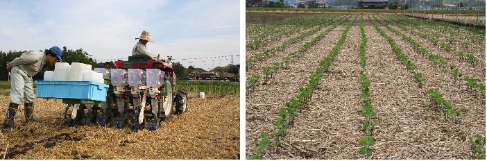 独自開発中の不耕起播種機による大豆播種の様子（左）と大豆の初期生育の様子（右）