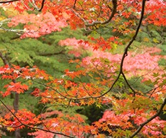 縣城“紅葉”的形象