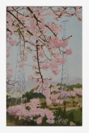 千光寺の桜