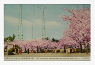 尾道放送局の桜