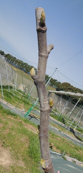 イチジク「蓬莱柿」