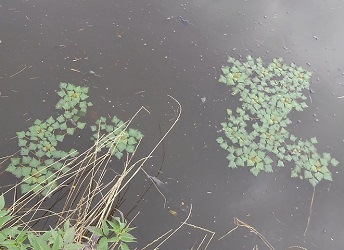 貯水池に発生した菱