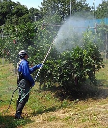 カンキツ樹の防除作業