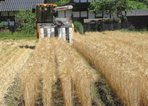 （同）安田農産によるもち麦の収穫