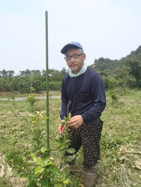 レモン園管理中の村上さん