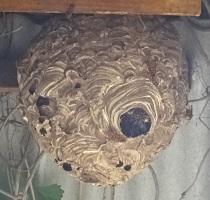 ②スズメバチの巣-1