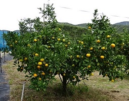 ①「興津早生」の着色状況