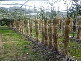 ①カンキツ幼木への稲藁巻