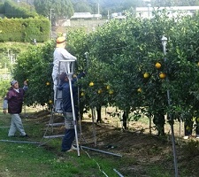 ②寒冷紗被覆用の棚作成-1