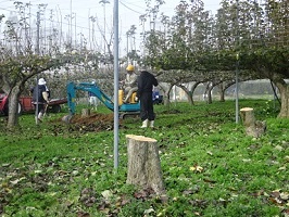 ①伐採伐根中のナシ園