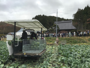 キャベツ収穫機の実演