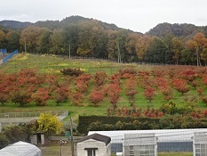 ③柿の紅葉