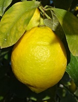 ①正常なレモン果実