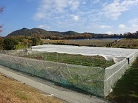 ①ネット除去（遠景）