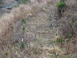 ①階段畑に植林された松