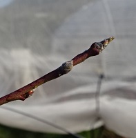 ②モモ「さくひめ」の芽の動き