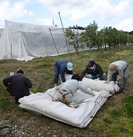 ③寒冷紗巻き込み