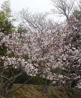 (1)桜の開花
