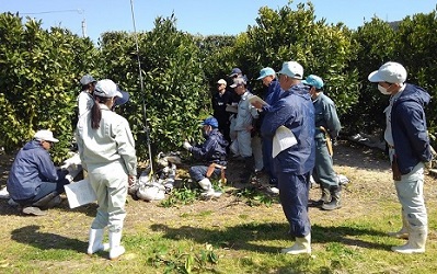 (1)カンキツ剪定講習会