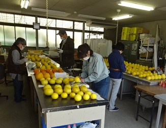 (1)晩生カンキツ類の果実調査風景