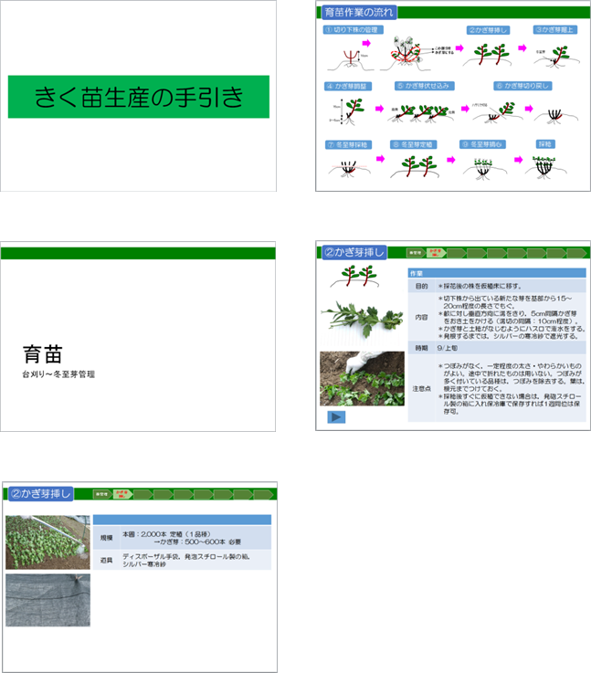 きく苗生産の手引きの一部抜粋