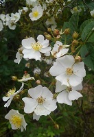 (1)野いばらの花