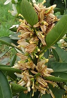 (2)落弁期の温州ミカンの花