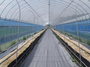 枠板式高畝栽培方式のほ場