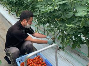 ミニトマトを収穫する上田さん