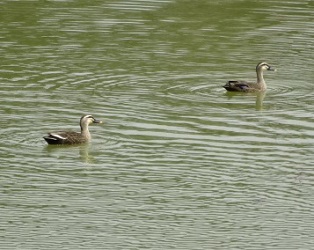 (1)貯水池のカルガモ 